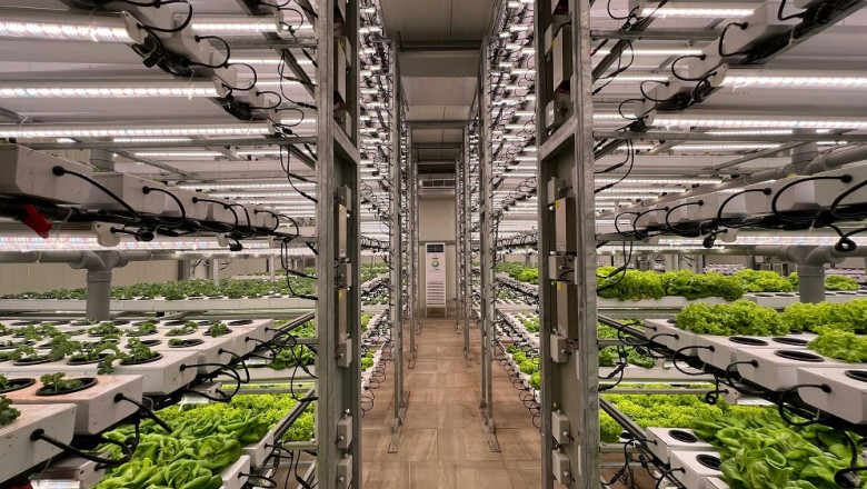 How LED Grow Lights Are Transforming Greenhouse Growing?