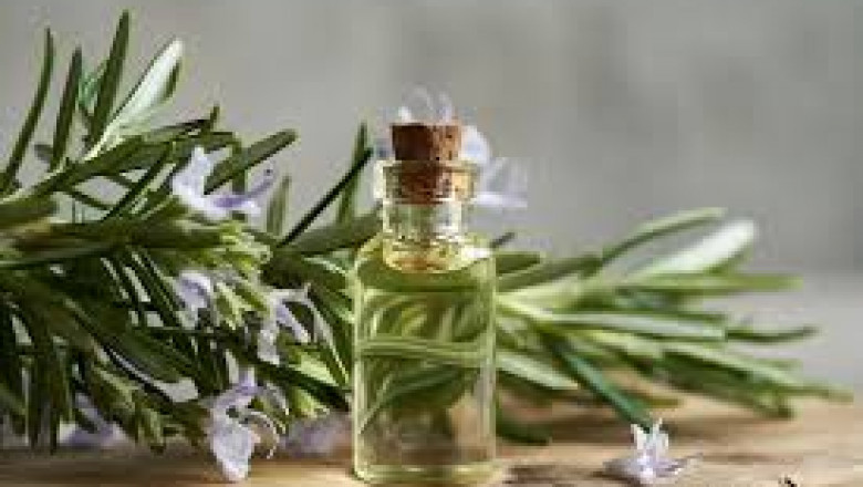 Rosemary Extract Market Inhibitors: Major Factors Restricting Growth and Market Expansion