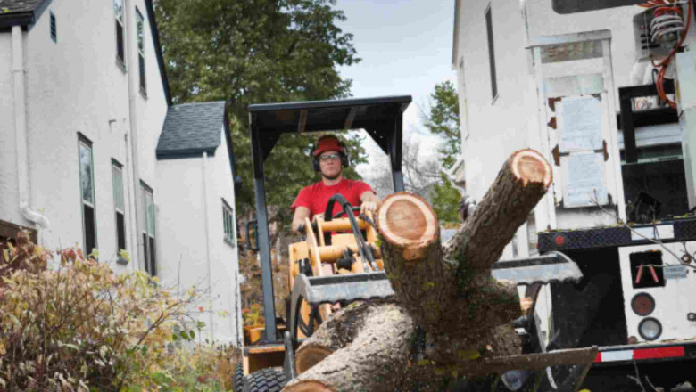 Tree Arborist Services: Expert Care for Your Trees