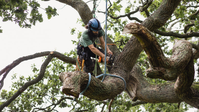 Where to Start When Planning a Tree Removal Project on Your Property