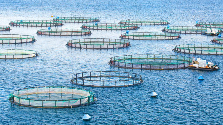 Aquaculture Feed Market: Key Factors Driving Growth, Challenges, Trends, and Insights Shaping the Industry