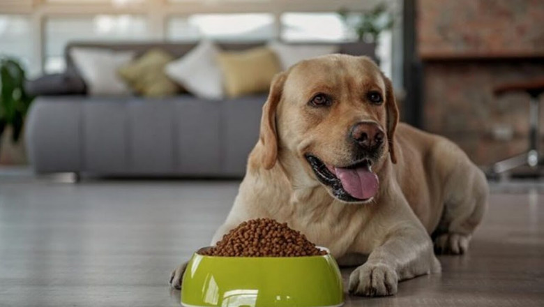 Dog Food Market Intelligence Reveals Key Trends, Consumer Behavior, and Strategic Growth Opportunities Globally