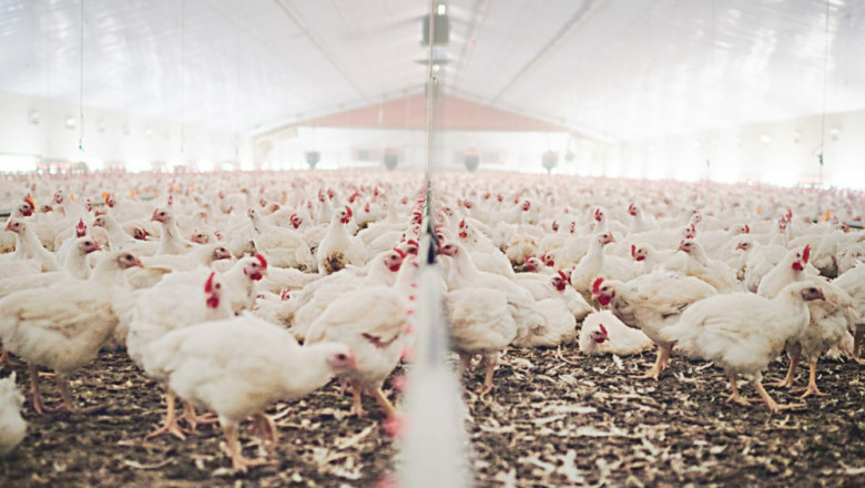 Poultry Pharmaceuticals Market to Soar with Nanotech Vaccines