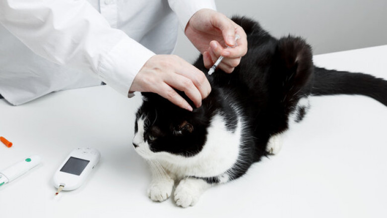 Veterinary Glucometers Market expanding fast due to increased awareness and portable device availability