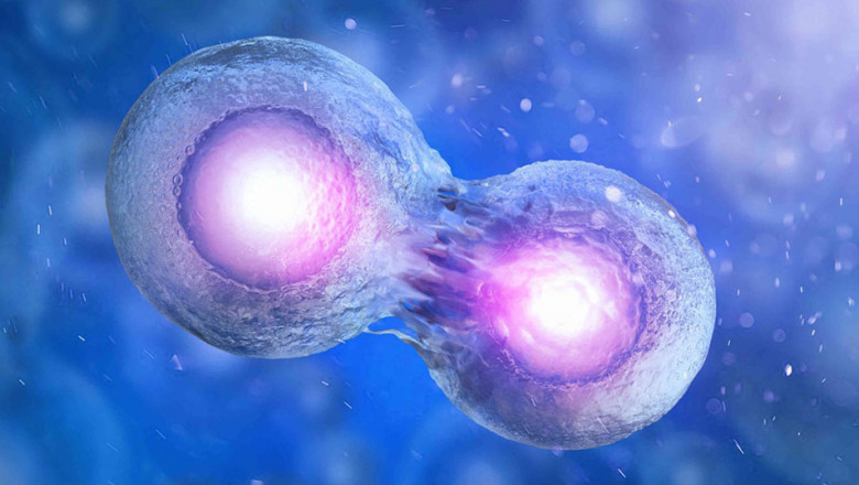 Allogeneic Stem Cell Transplantation Market to Witness Growth Owing to Gene Editing