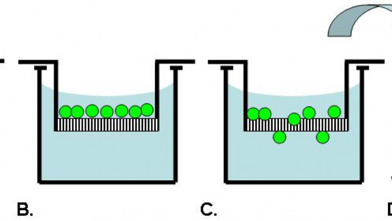 Cell Migration and Cell Invasion Assay Market Surges with Real-Time Cell Analysis