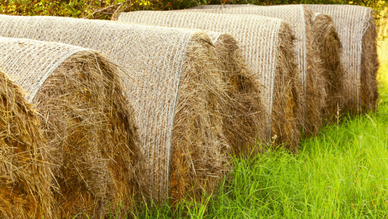 Exploring the Alfalfa Hay Market: Opportunities for Farmers & Exporters
