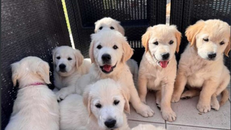 Friendly Golden Retrievers for Sale