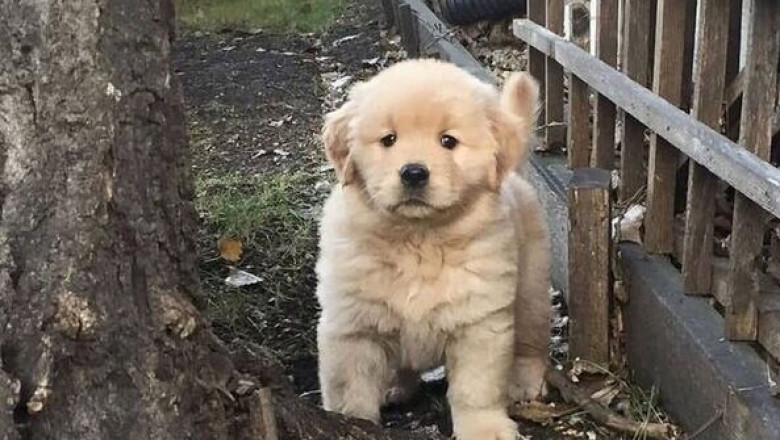Golden Retriever Puppies – Adopt or Buy Today