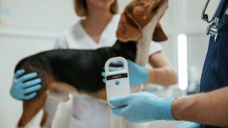 How Microchipping in Mississauga Is Simplifying Lives of Pet Owners