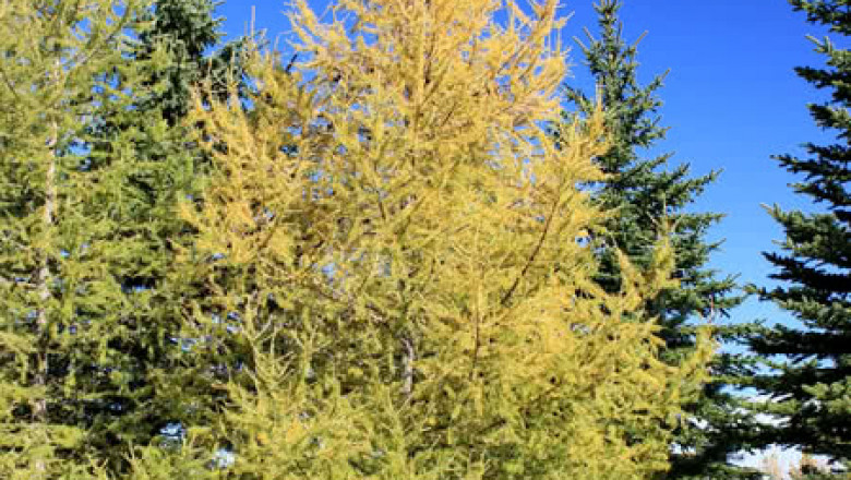 Siberian Larch Cladding: Uses, Advantages, and Disadvantages