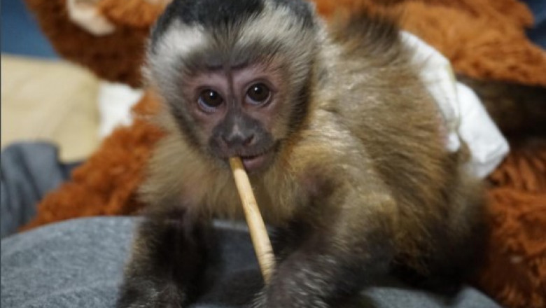Adorable Capuchin Monkeys for Sale