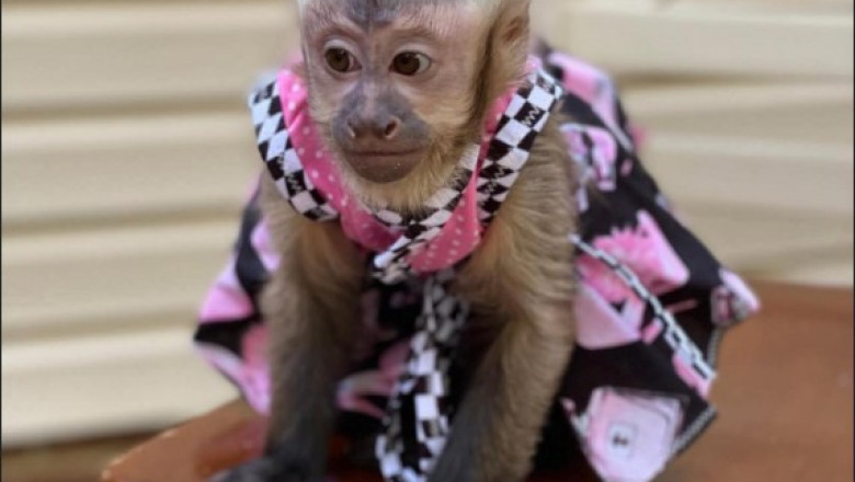 Buy Capuchin Monkeys – Healthy & Home-Raised