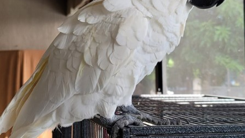Cockatoo Parrots – Ready for New Homes