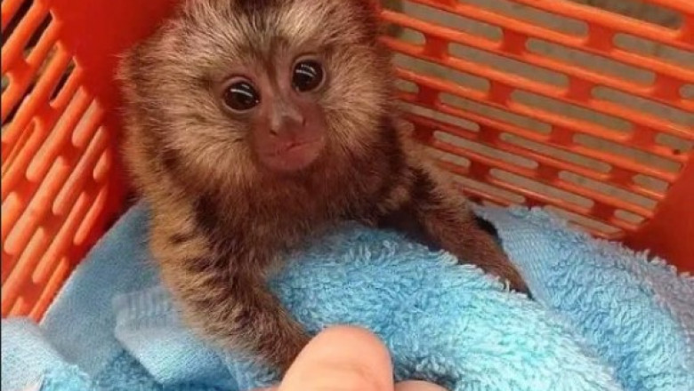 Marmoset Monkeys for Sale – Hand-Raised & Playful