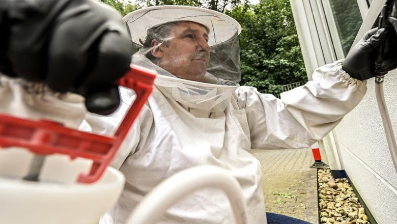 Wespen entfernen lassen in Hamburg – Schnell und professionell