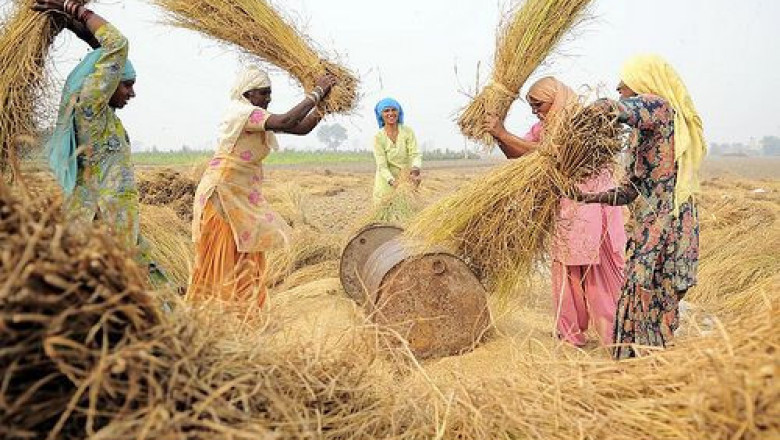 Beyond Crops: The Real Value of Agricultural Cooperatives