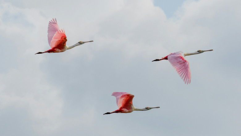 Flamingo Air