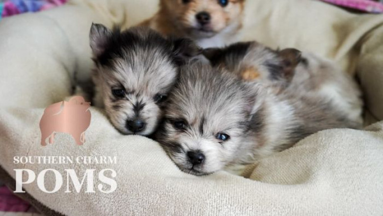Why the Chocolate and Tan Pomeranian is Capturing Hearts Around the World
