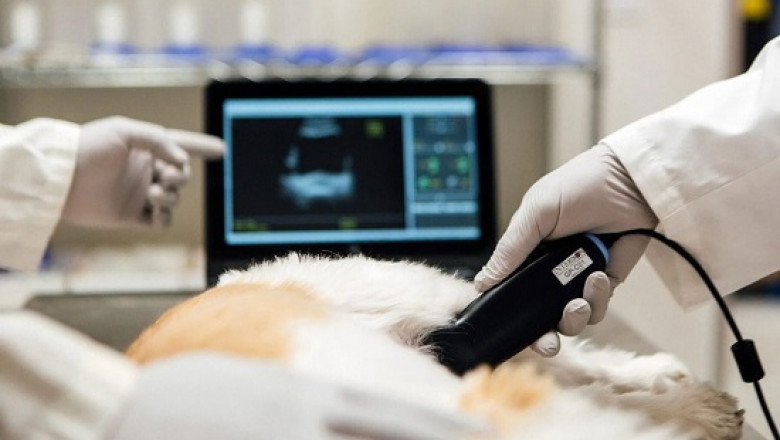 Beyond the Surface: Exploring the Growth of the Veterinary Imaging Market