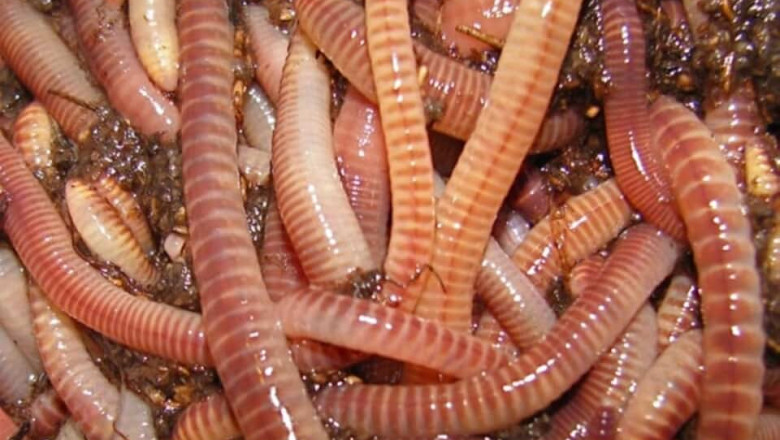 Earthworm Meal Market: Comprehensive Overview of Trends, Drivers, Challenges, and Future Growth Insights