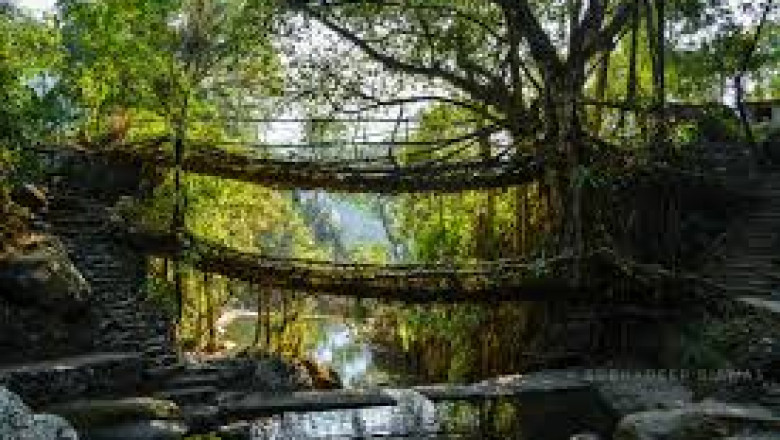 Explore the Wild Side of the Northeast: The Ultimate Adventure Tour Package in Meghalaya