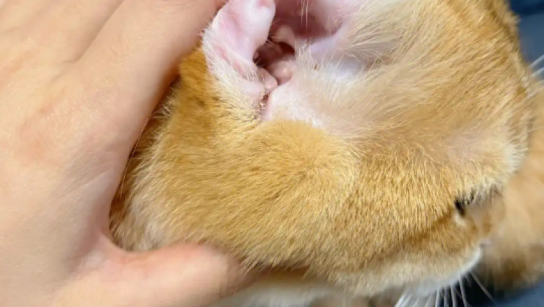 Ear Mites in Cats: Causes and Tips for Prevention
