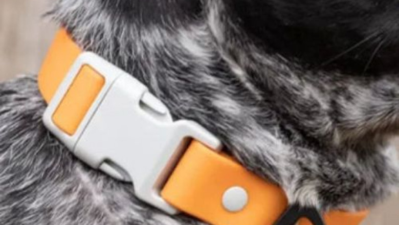 How a Waterproof Dog Collar Handles Mud and Mess ?