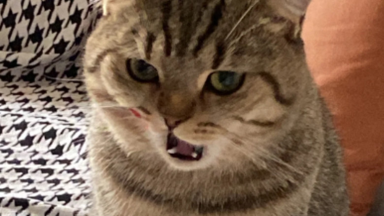 How to Get Rid of Cat Allergies Naturally
