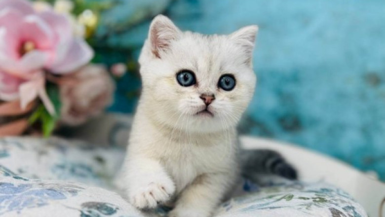 Adorable Scottish Fold & Straight Cats for Sale