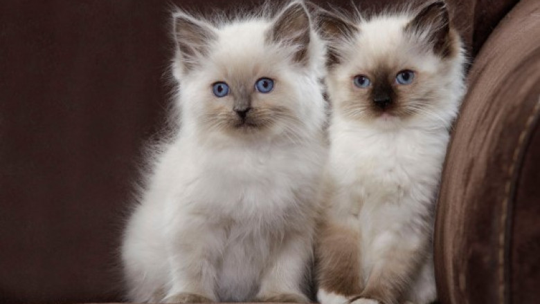 Ragdoll Kittens for Sale – Soft, Sweet & Social