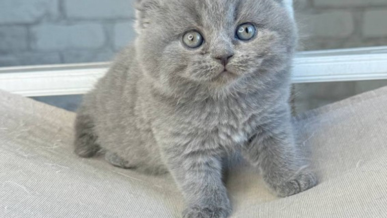 Scottish Fold & Straight Kittens – Cute & Calm
