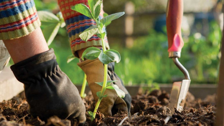 Foliar Fertilizers Market Innovation Focuses on Eco-Friendly Ingredients and Reduced Environmental Impact in Farming Practices