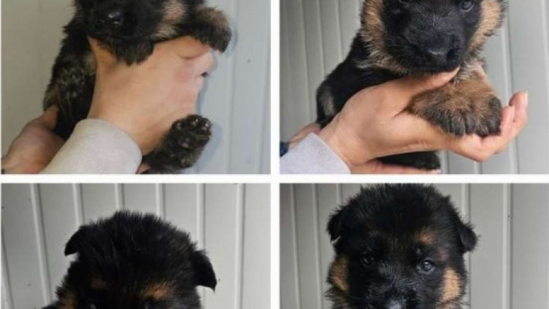 German Shepherd Dogs for Sale – Smart & Obedient