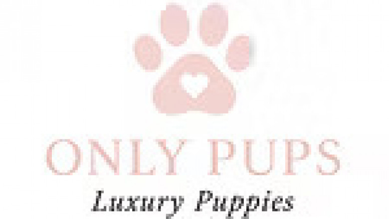 Pomeranian Puppies for Sale in CA – Find Your Fluffy Companion Today
