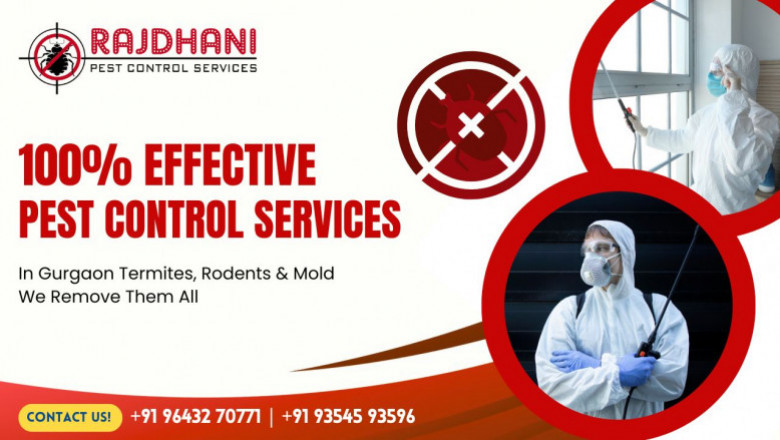 Pest Control Services in Gurgaon | Rajdhani Pest Control