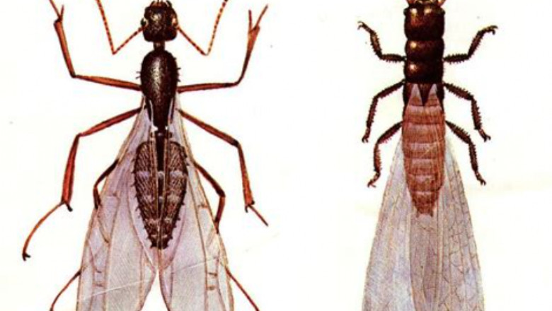 Top 5 Tips to Prevent Flying Ant Infestations in Your Australian Home