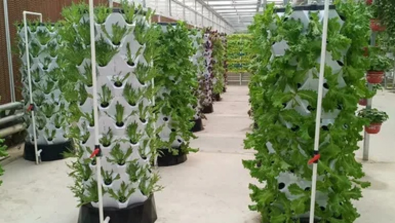 Aeroponic Market 2025 , by Services, Company Profiling, Business Revenue, and Growth Opportunities to 2035