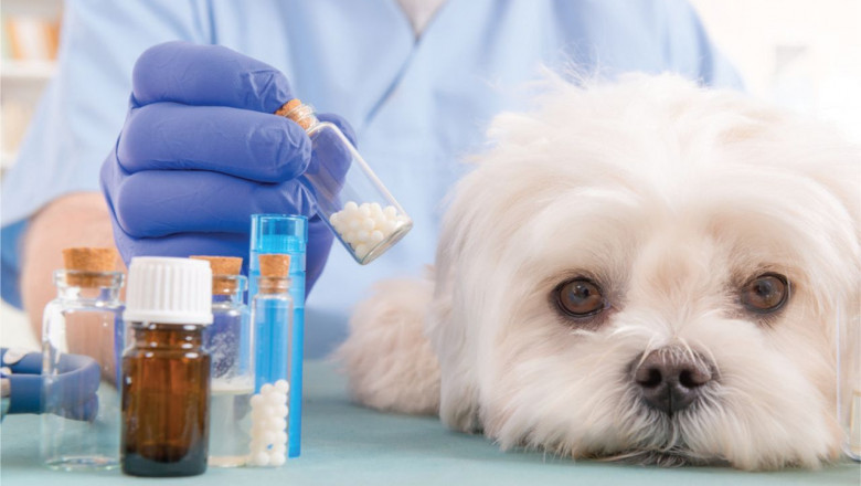 Companion Animal Drugs Market to Expand at 6.2% CAGR Through 2035