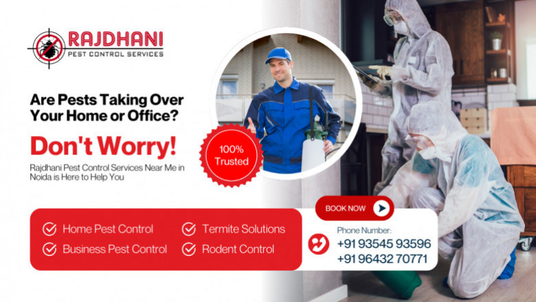 Expert Mold & Termite Control | Pest Services in Delhi NCR