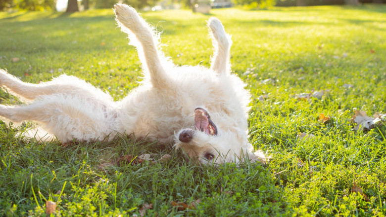 Why Dogs Roll: From Playfulness to Dog Itching Issues