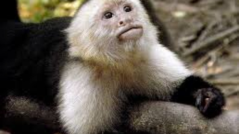 Trying society from Capuchin Monkeys for Sale