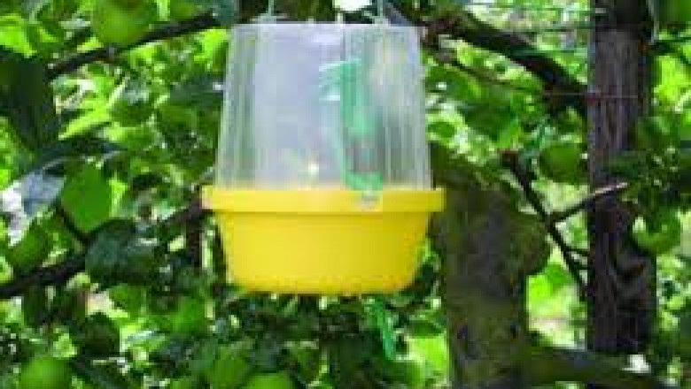 Agricultural Pheromones Market global overview with investment opportunities and risks explored