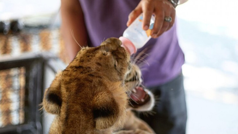 Companion Animals Drug Market Driven by Various Global Impacting Factors Today