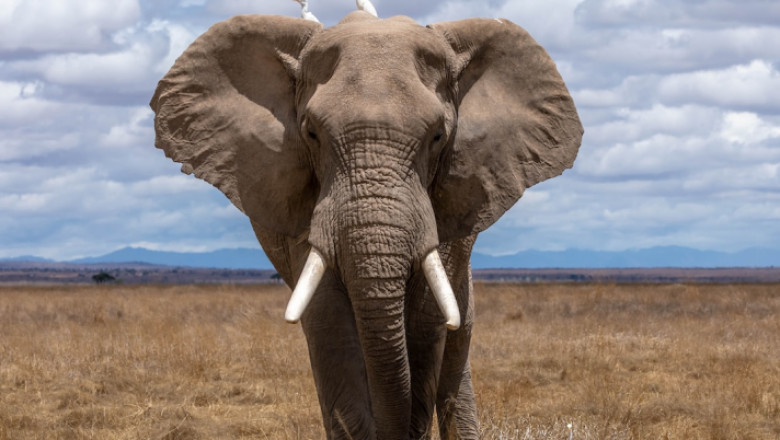 Experience the Best Cape Buffalo Hunting with Kalahari Safaris: Africa’s Premier Big Game Adventure
