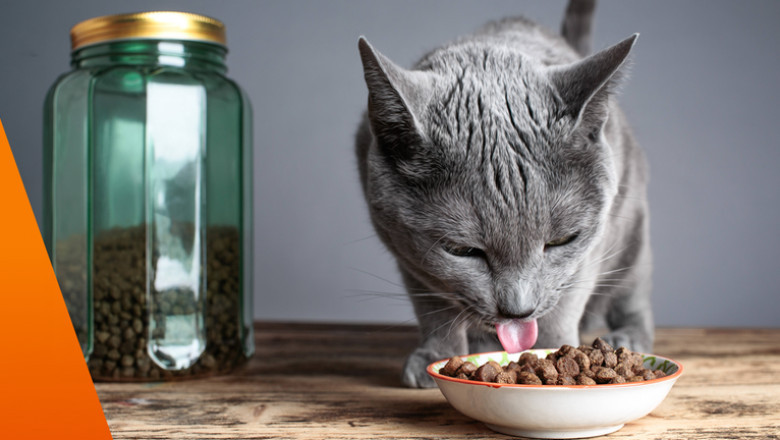 Hygienisch &amp; katzengerecht: So findest du die richtige Futterschale