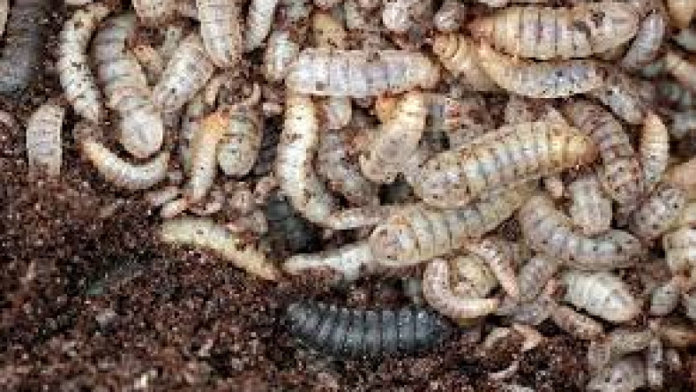 Insect Feed Market Overview: Exploring the Foundations of a Sustainable Protein Alternative