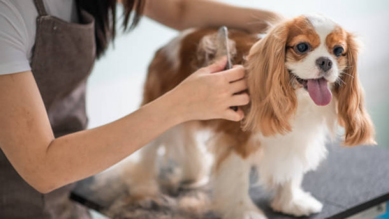 Professional vs. At-Home Dog Grooming: Which Is Best?