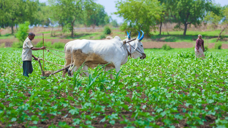 What Is Natural Farming and How to Do It