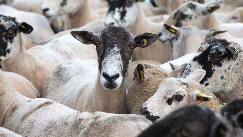 Cattle and Sheep Vaccine Market Encounters Obstacles from Logistics Gaps to Vaccine Misinformation Problems